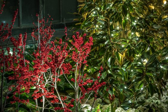 A garden bed filled with red berries and magnolia trees.
